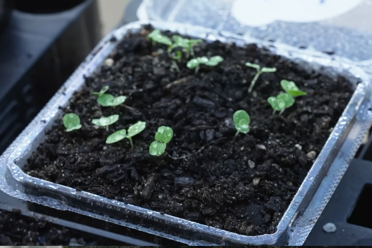 Créez une mini serre de jardin en recyclant une bouteille en plastique avec  le système Pikaserre ! 