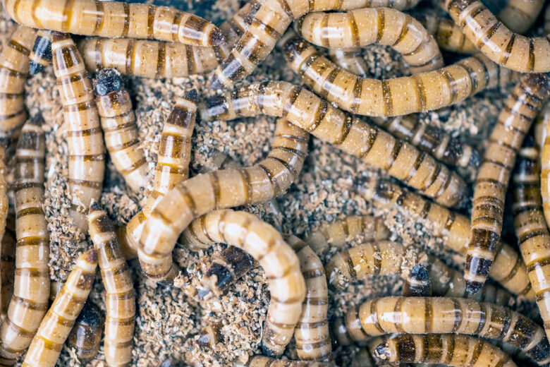 De nouvelles recherches ont montré que les super vers, ou Zophobas morio, ont un appétit sain pour le polystyrène