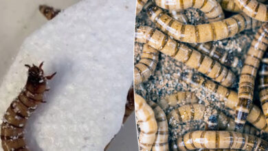 Les supervers se nourrissent de polystyrène lors d'expériences à l'Université du Queensland et de nouvelles recherches ont montré que les super vers, ou Zophobas morio, ont un appétit sain pour le polystyrène