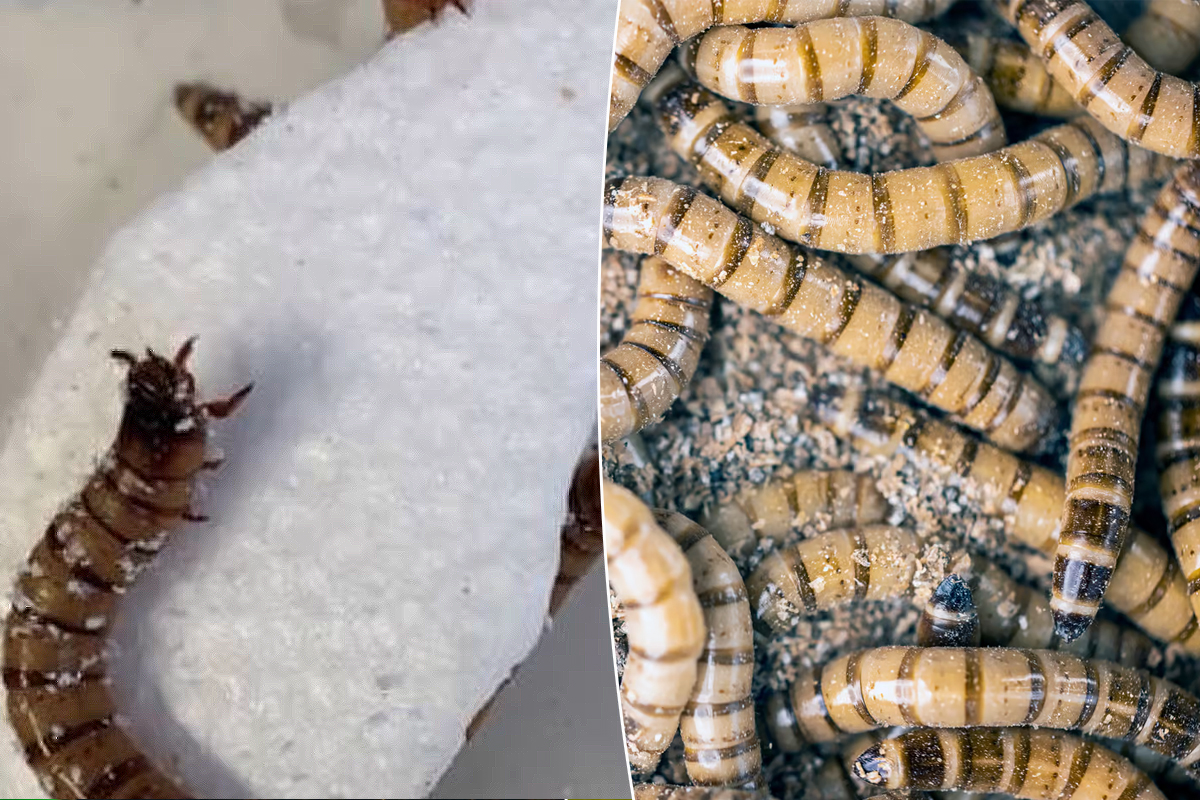 Les supervers se nourrissent de polystyrène lors d'expériences à l'Université du Queensland et de nouvelles recherches ont montré que les super vers, ou Zophobas morio, ont un appétit sain pour le polystyrène