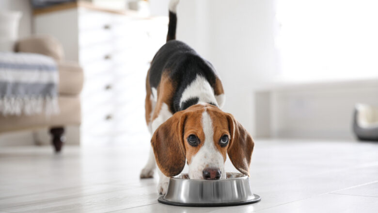 Chien : pourquoi choisir des croquettes sans céréales pour son animal ?