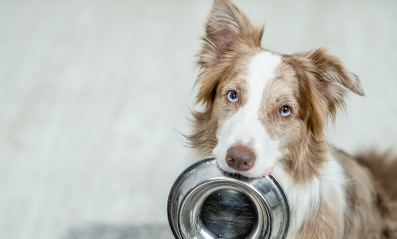 Chien : pourquoi choisir des croquettes sans céréales pour son animal ?