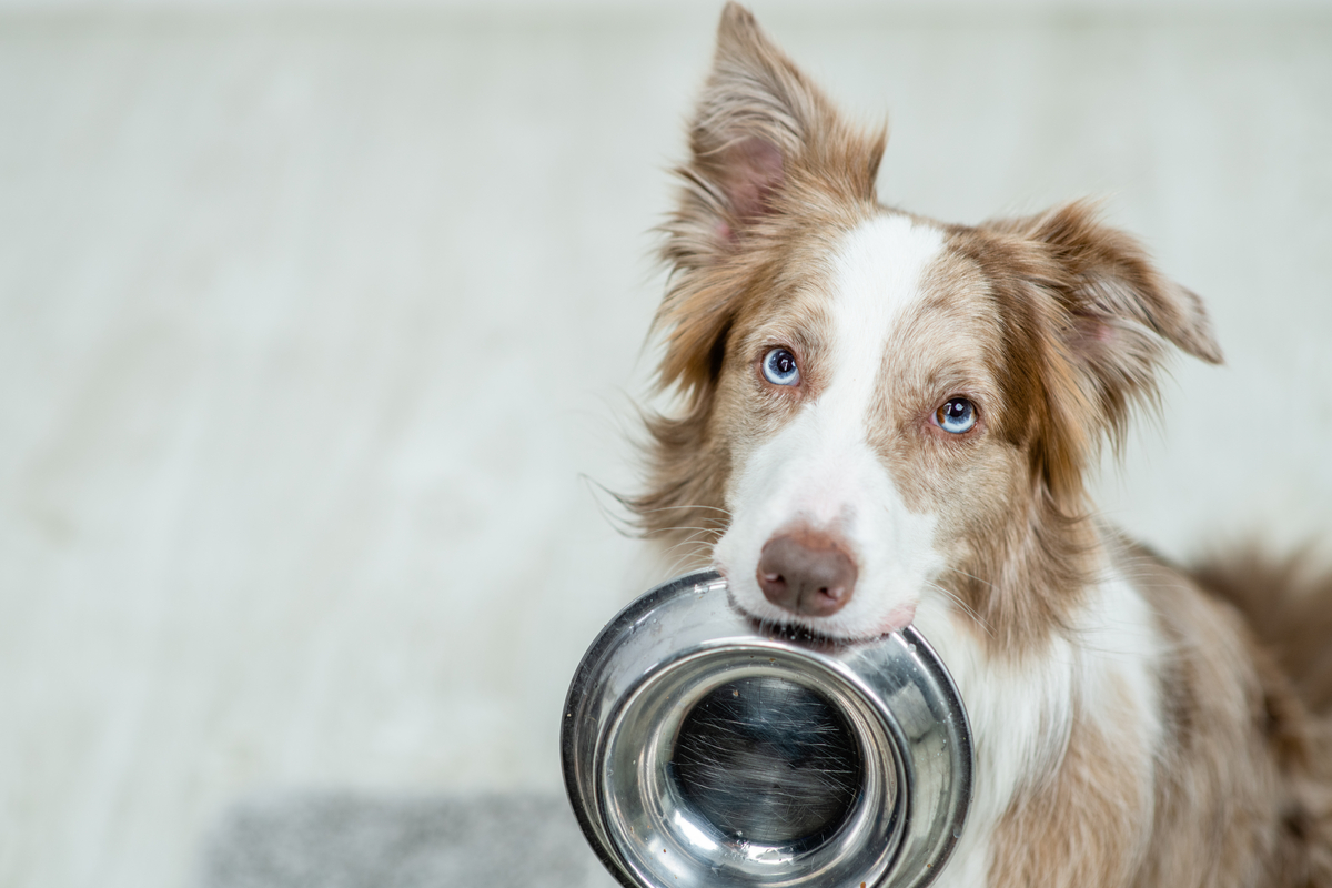 Chien : pourquoi choisir des croquettes sans céréales pour son animal ?