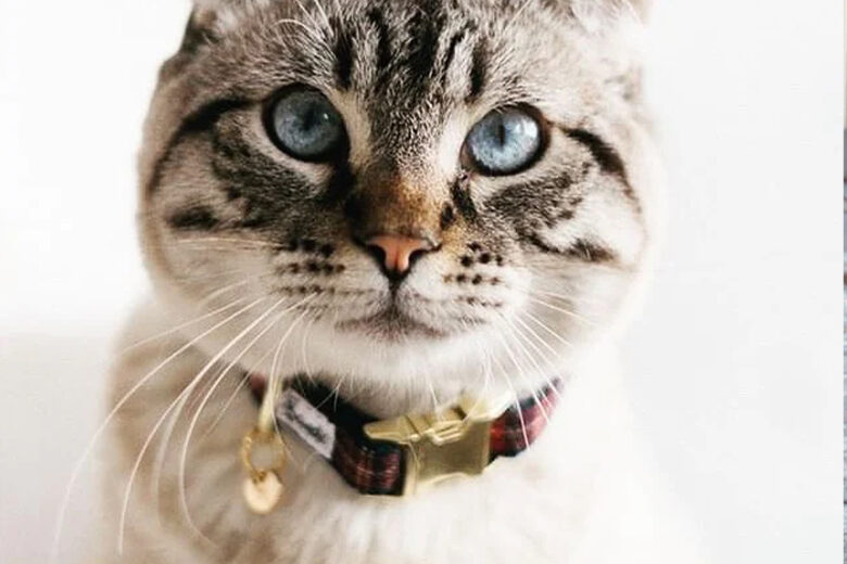 Bandit, des colliers et des accessoires funs pour nos chiens et nos chat