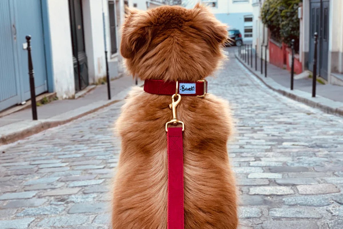 Bandit, des colliers et des accessoires funs pour nos chiens et nos chat