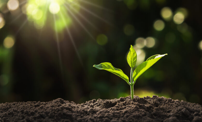 un éco-catalyseur innovant pour dépolluer les sols grâce avec des plantes
