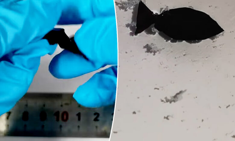 Un robot en forme de poisson activé par la lumière collecte les microplastiques dans les océans