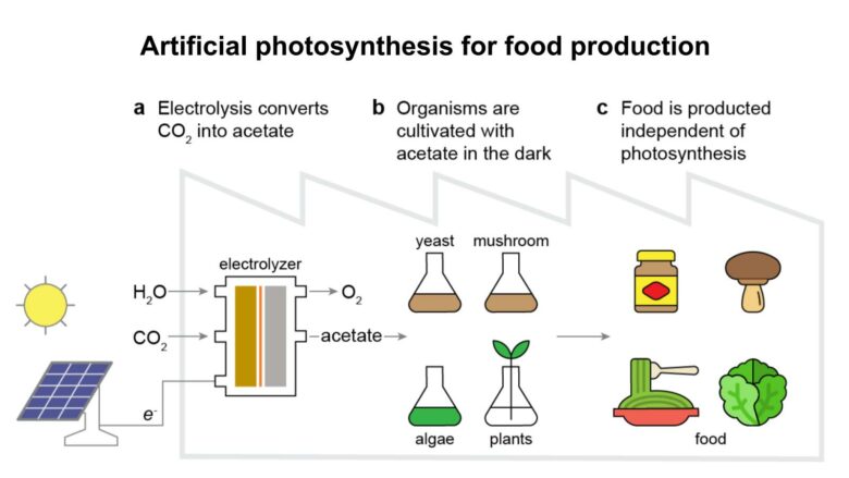 "Un système de photosynthèse artificielle hybride inorganique-biologique pour une production alimentaire économe en énergie"
