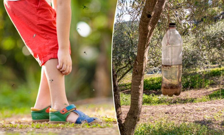 Comment fabriquer un piège à moustique ?