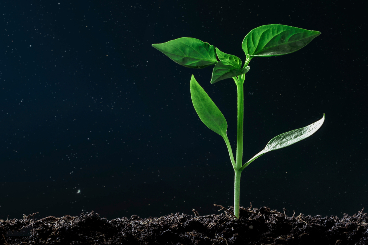 Une plante qui pousse la nuit