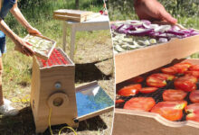 Un déshydrateur de fruits et légumes solaire