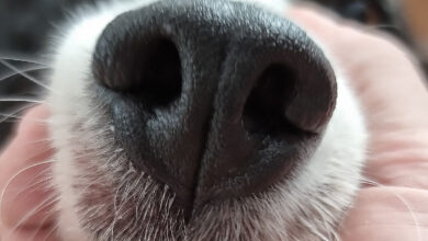 une application qui permet d'identifier votre chien grâce à sa truffe