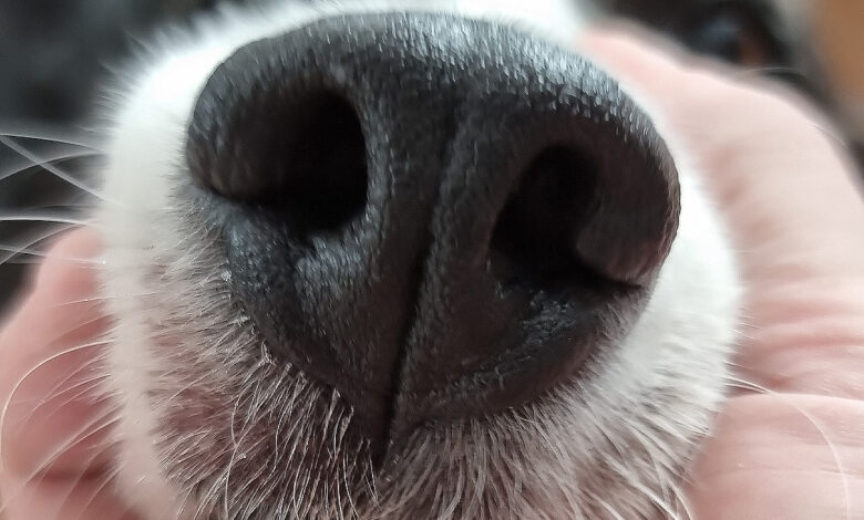 une application qui permet d'identifier votre chien grâce à sa truffe