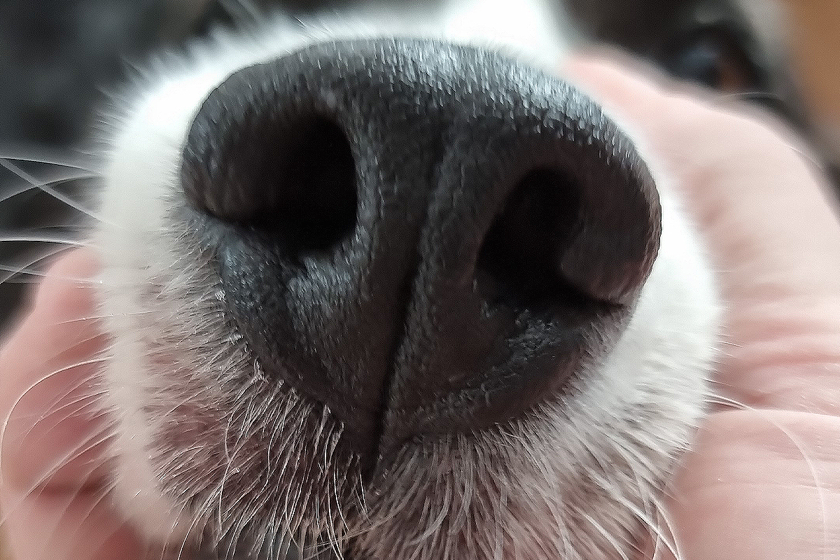 une application qui permet d'identifier votre chien grâce à sa truffe