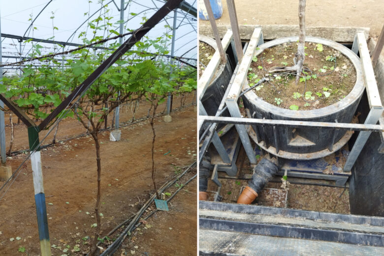 installation expérimentale pour mesurer la consommation d'eau des raisins