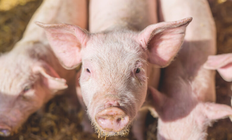 Une nouvelle technologie appelée OrganEx permet de restaurer les fonctions cellulaires des porcs une heure après leur mort, ce qui pourrait améliorer la transplantation d'organes