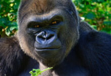 Des gorilles ont créé de nouveaux sons pour communiquer spécifiquement avec les humains…