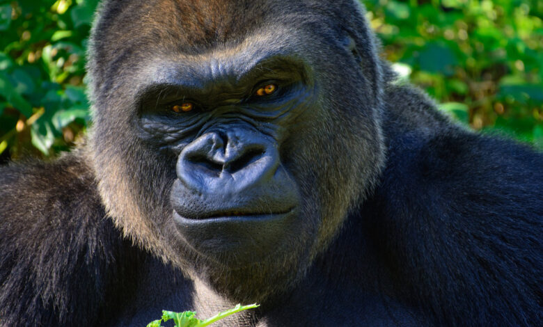 Des gorilles ont créé de nouveaux sons pour communiquer spécifiquement avec les humains…