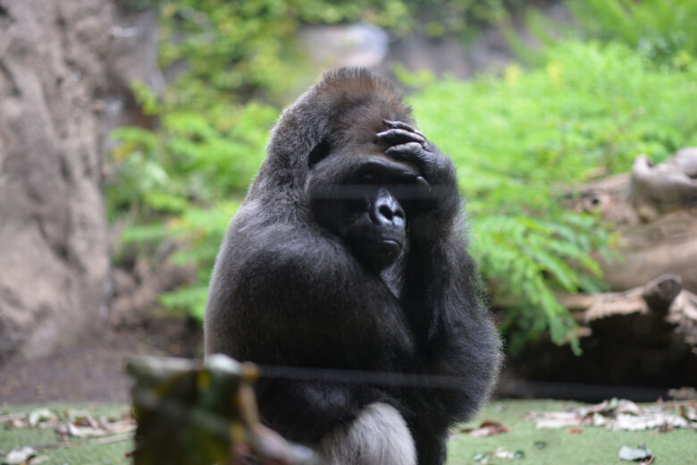 Les gorilles ont développé une forme de bruit, unique.