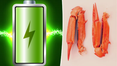 Une batterie durable avec un électrolyte biodégradable à base de carapaces de crabe