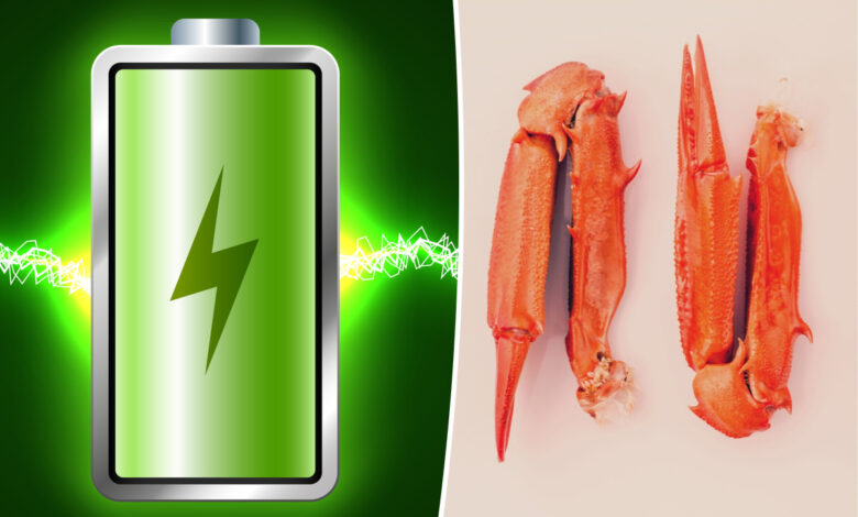 Une batterie durable avec un électrolyte biodégradable à base de carapaces de crabe