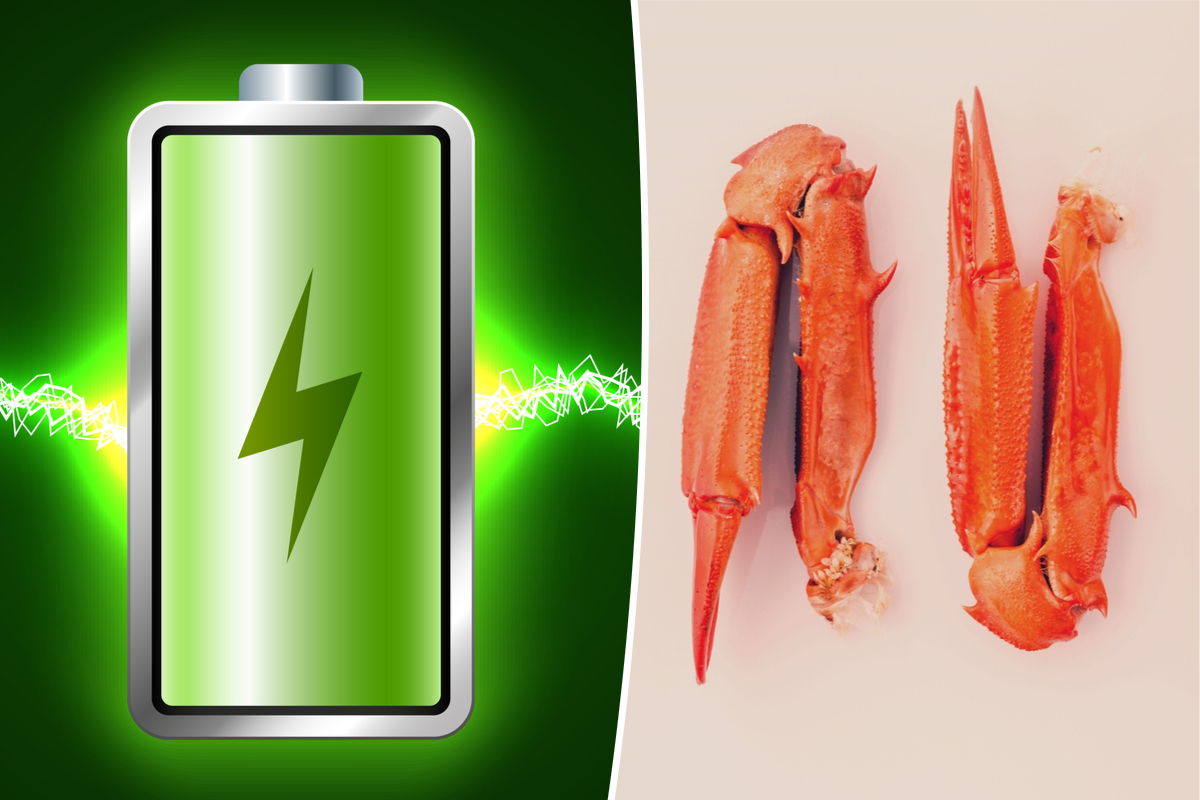 Une batterie durable avec un électrolyte biodégradable à base de carapaces de crabe
