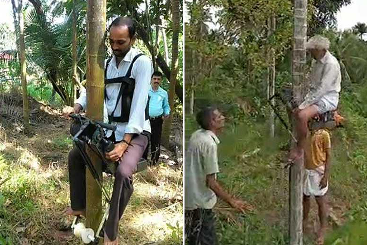 Face à la pénurie de main d’œuvre, un homme de 60 ans invente un scooter pour grimper aux cocotiers