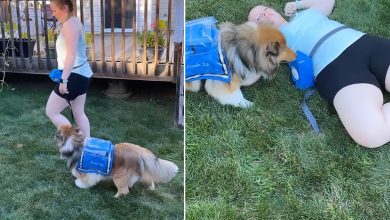 L'invention d'un système d'alerte qui peut être activé par des chiens d'assistance