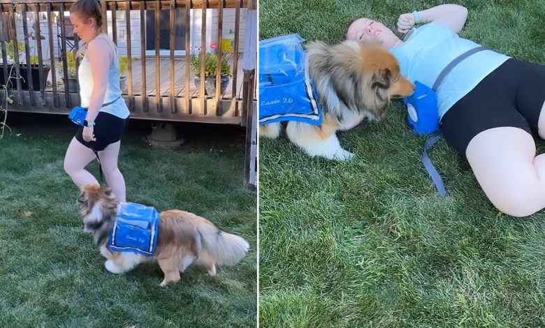 L'invention d'un système d'alerte qui peut être activé par des chiens d'assistance