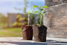 Le Paulownia est un arbre aux qualités exceptionnelles qui pousse extrêmement vite, absorbe 10 fois plus de CO₂