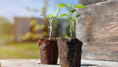 Le Paulownia est un arbre aux qualités exceptionnelles qui pousse extrêmement vite, absorbe 10 fois plus de CO₂