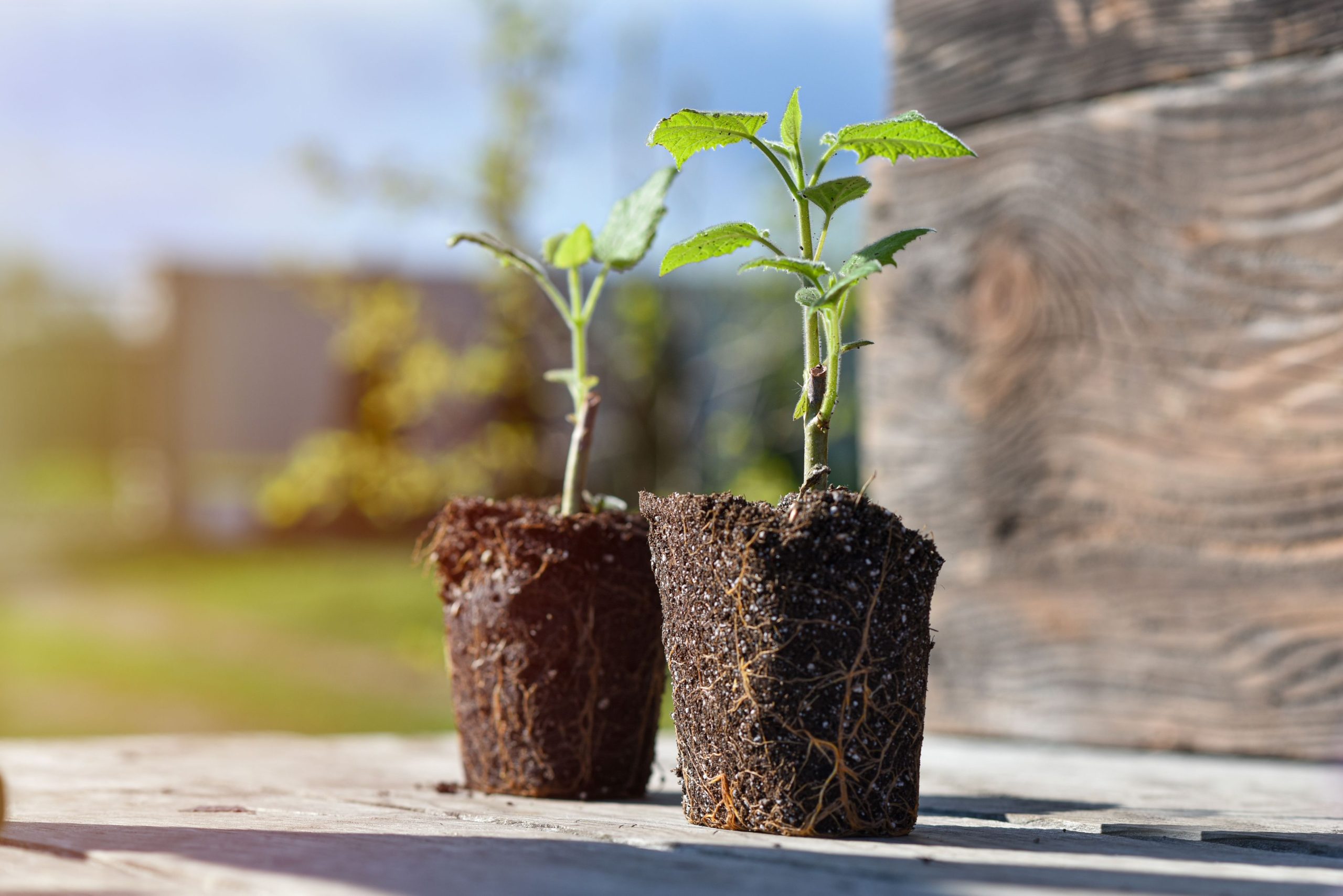 Le Paulownia, arbre du futur et atout pour la permaculture