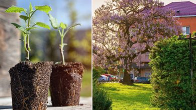 Le Paulownia est un arbre aux qualités exceptionnelles qui pousse extrêmement vite, absorbe 10 fois plus de CO₂