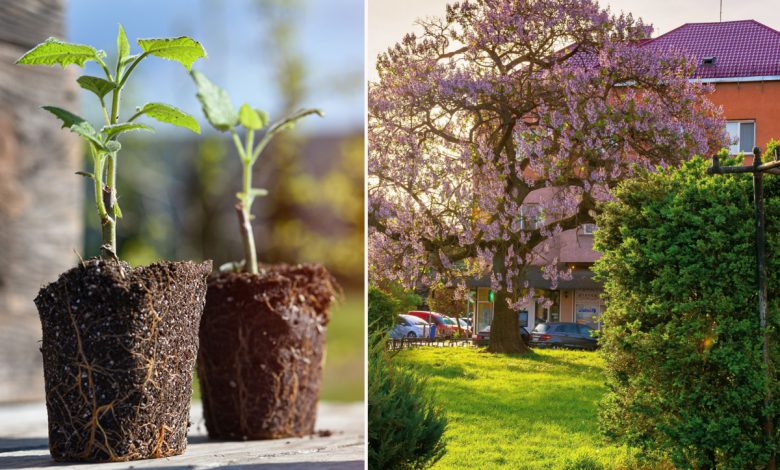 Le Paulownia, arbre du futur et atout pour la permaculture