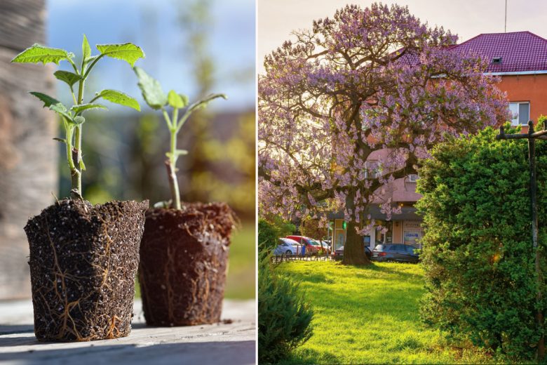 Le Paulownia est un arbre aux qualités exceptionnelles qui pousse extrêmement vite, absorbe 10 fois plus de CO₂