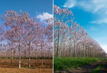 Le Paulownia, un « super » arbre.