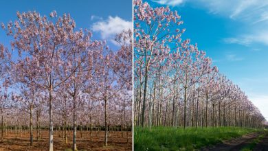 Le Paulownia, un « super » arbre.