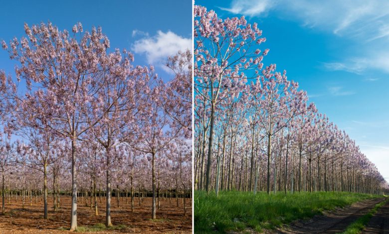 Le Paulownia, un « super » arbre.