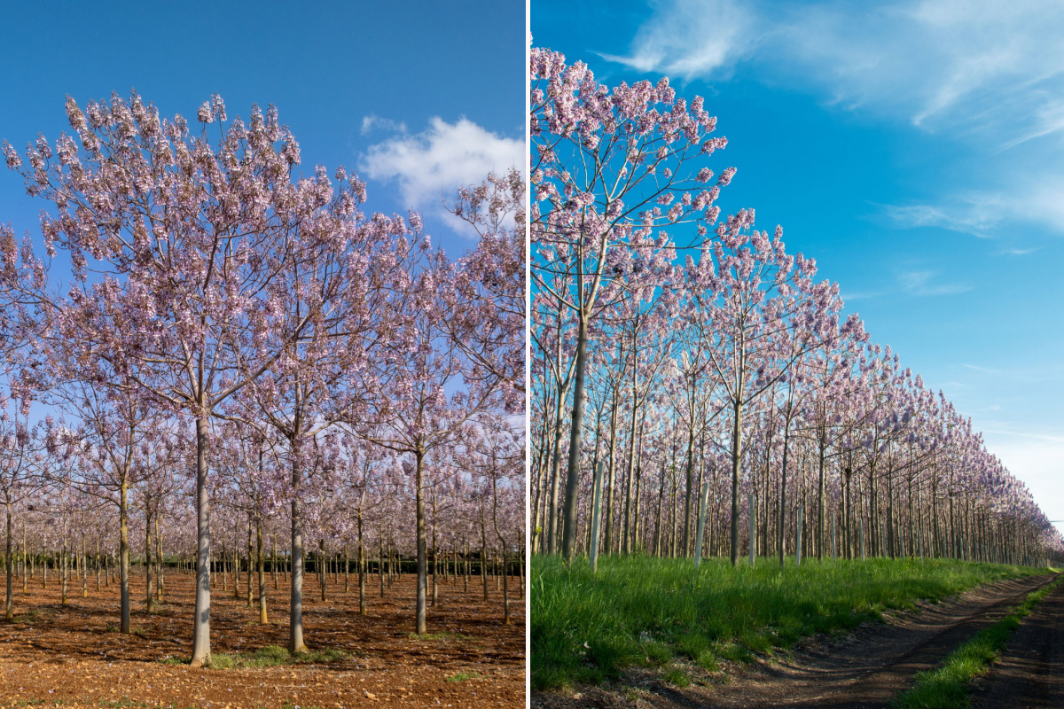 Le Paulownia, un « super » arbre.