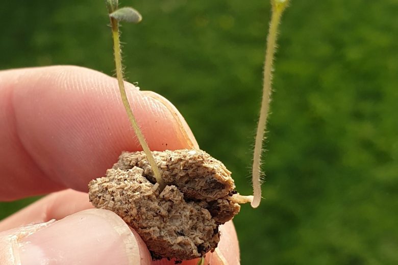 Pour faire pousser d'un simple geste de superbes fleurs mellifères BIO