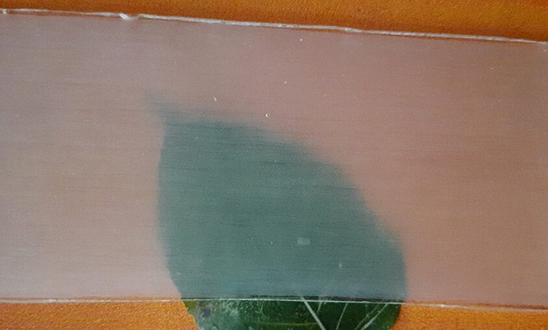 Le bois transparent peut être une alternative durable au verre ou au plastique utilisé pour fabriquer des pare-brises, des emballages transparents et des dispositifs biomédicaux.