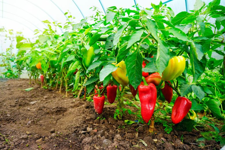 Le Paprika est une épice en poudre de couleur rouge obtenue à partir du fruit mûr, séché et moulu du piment doux ou poivron (Capsicum annuum, de la famille des Solanaceae).