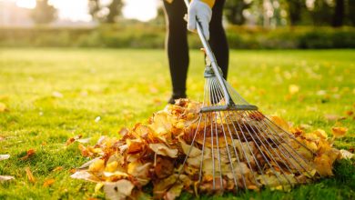 Des feuilles mortes pour chauffer les habitants d'Amiens