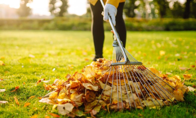 Des feuilles mortes pour chauffer les habitants d'Amiens