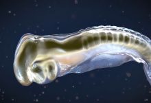 Le pancréas situé dans l'abdomen, derrière l'estomac sécrète les enzymes digestives dans le duodénum. Illustration 3D.