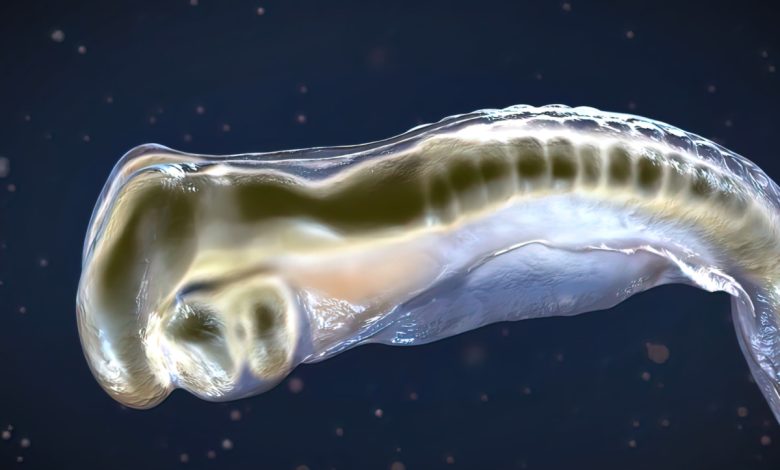 Le pancréas situé dans l'abdomen, derrière l'estomac sécrète les enzymes digestives dans le duodénum. Illustration 3D.