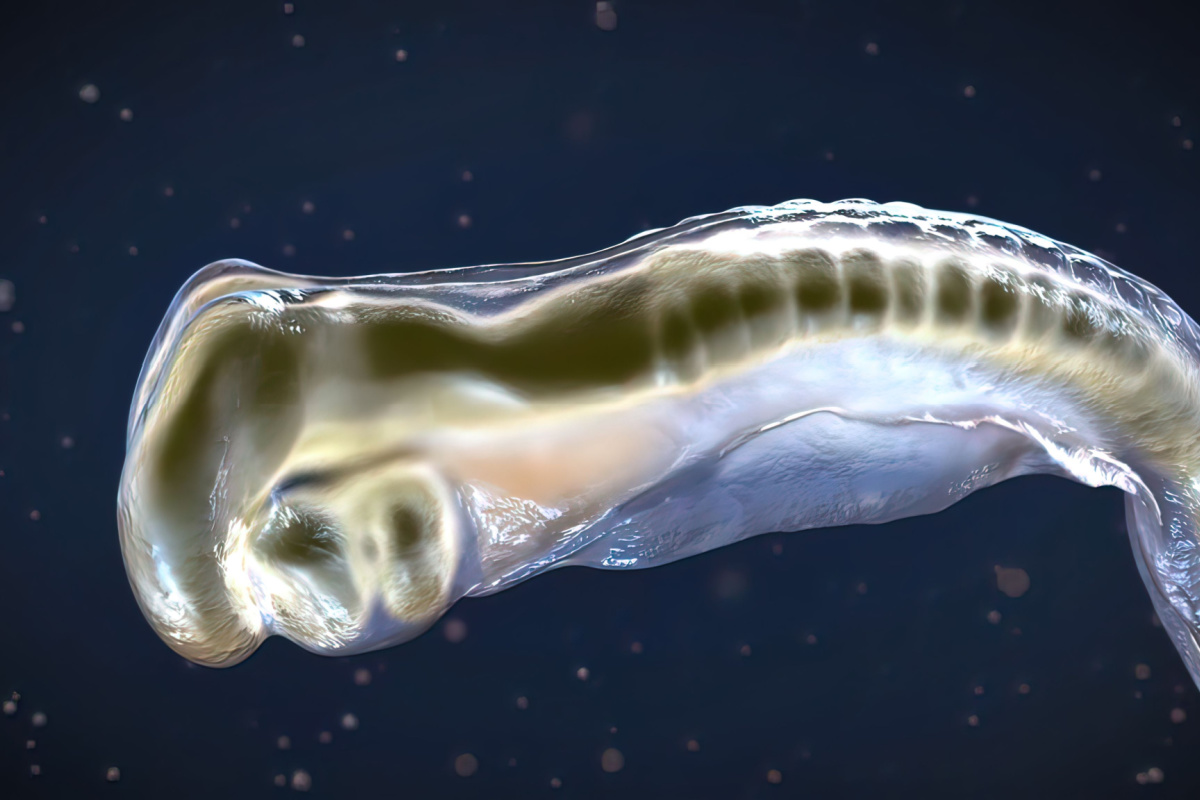 Le pancréas situé dans l'abdomen, derrière l'estomac sécrète les enzymes digestives dans le duodénum. Illustration 3D.