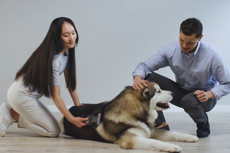 La brosse de toilettage pour animaux Dyson