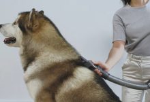 Pour les animaux à poils moyens et longs