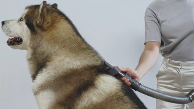 Pour les animaux à poils moyens et longs